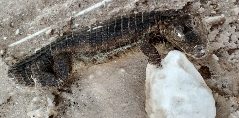 На трассе в Башкирии нашли замерзшего крокодила