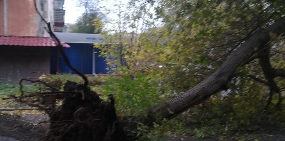 В Челябинске мусоровоз с корнем вырвал дерево во дворе дома