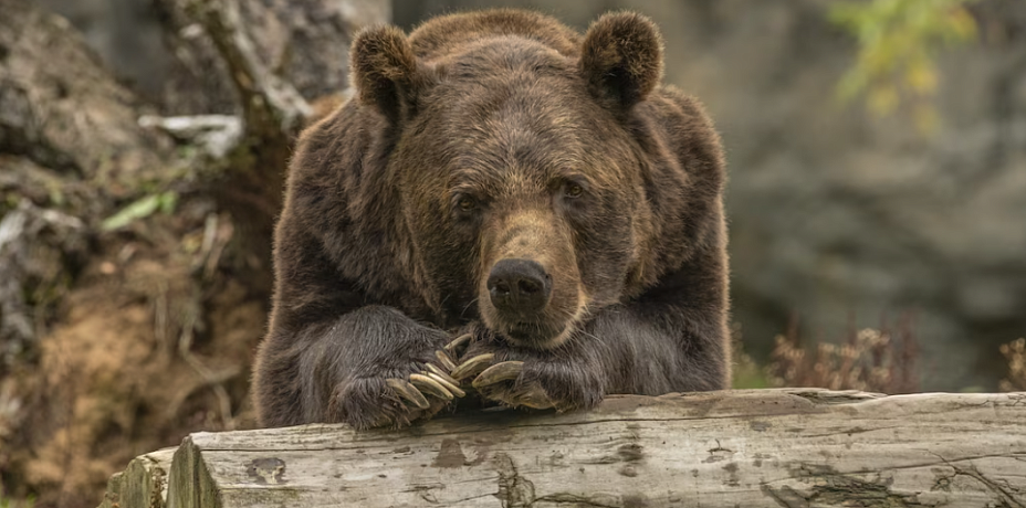Медведи в объективе: нейросеть поможет избежать внезапных встреч с дикими животными