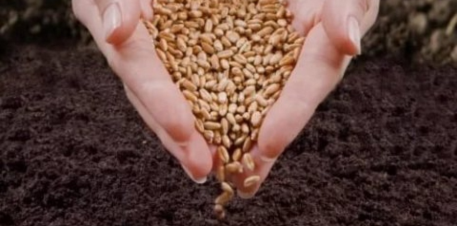 Южноуральское зерно ложится в почву