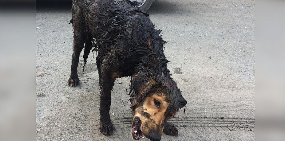 «Искупавшихся» в гудроне собак спасли в Челябинске