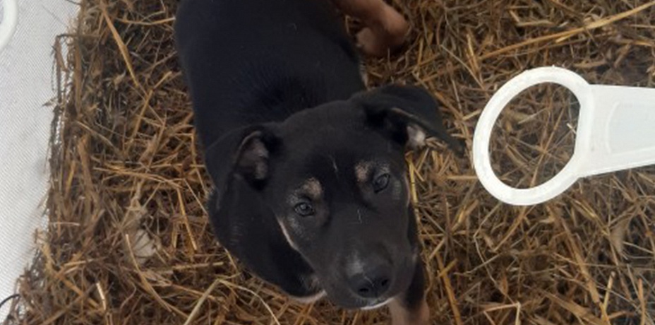 Родившая собака «захватила» территорию детского сада в Челябинской области