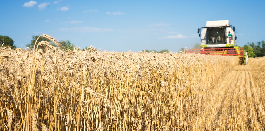 Челябинские фермеры собрали в два раза больше зерна, чем в прошлом году 