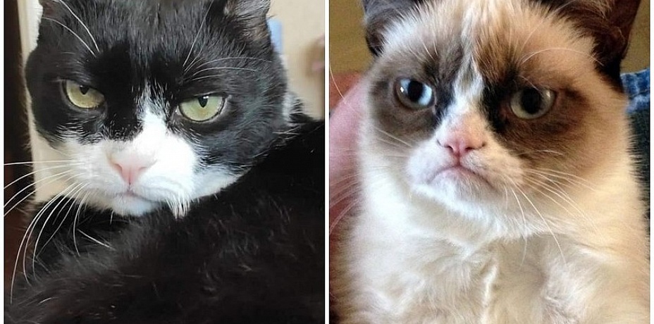 В Челябинске появился двойник легендарного «Сердитого кота»