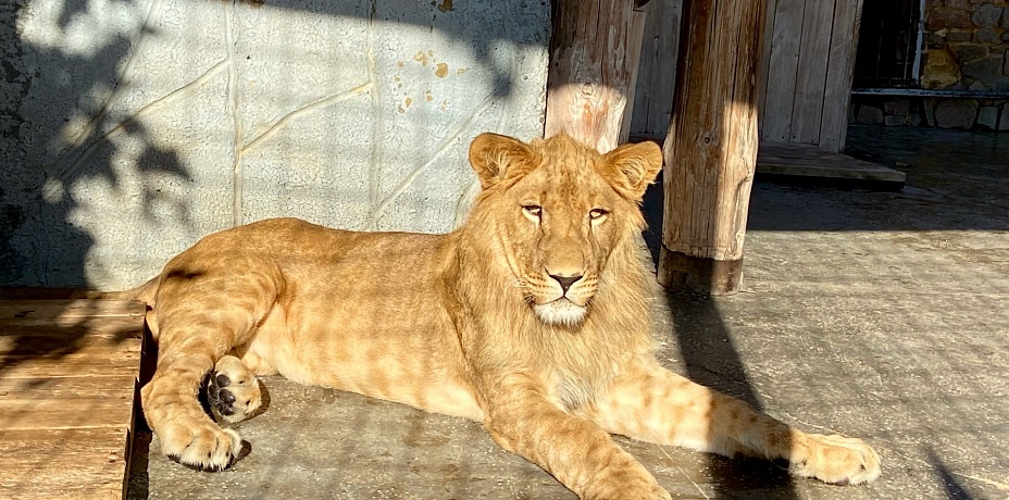 Дети сделали открытки льву из Челябинского зоопарка – пожелали здоровья и завести семью