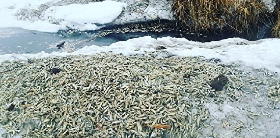 Жители Озерска сообщают о массовом море рыбы