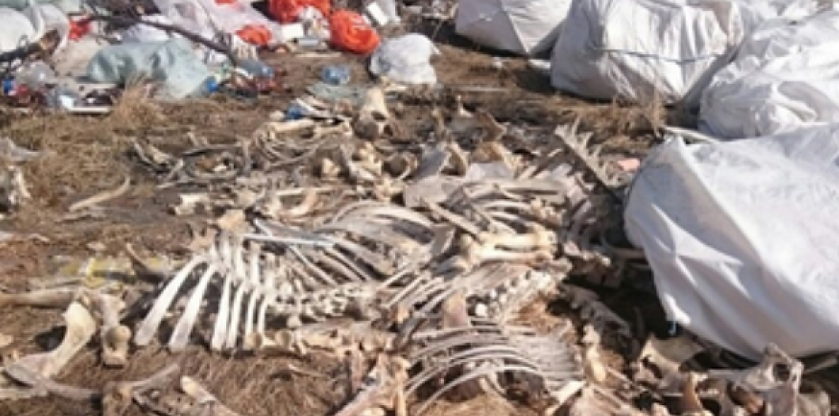 В Кургане ликвидируют свалку костей крупного скота