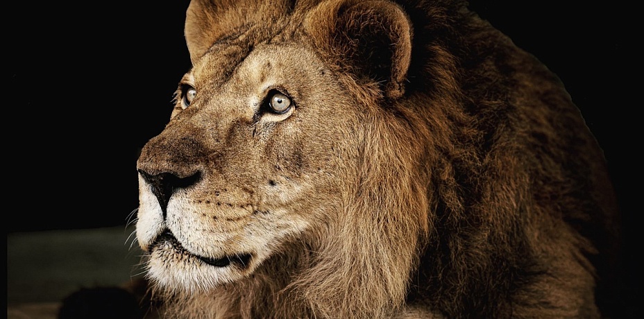 В Челябинском зоопарке умер лев Ричард 