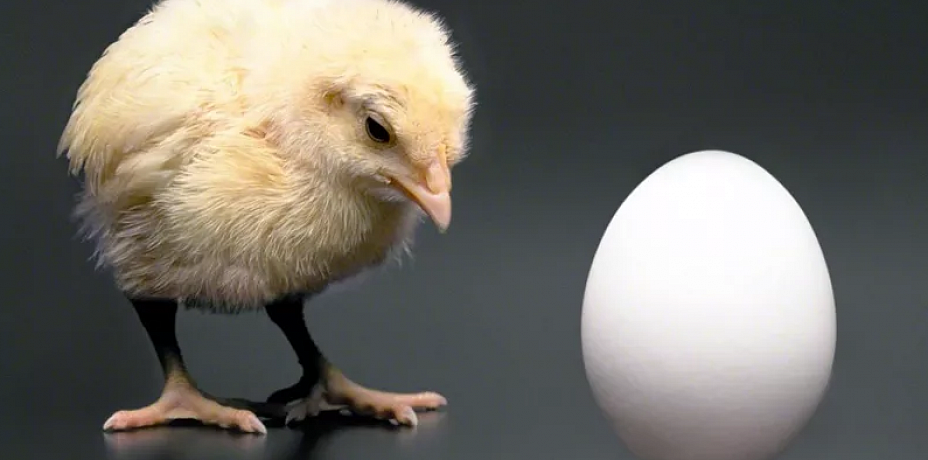 Курица и яйца пенсионерам бесплатно: «ЧЕПФА» запустила гуманитарный проект