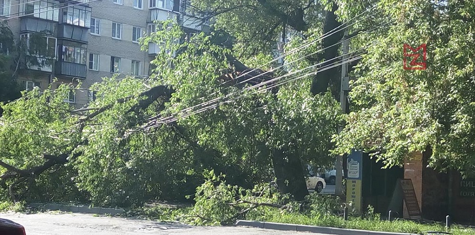 Дерево высотой с пятиэтажный дом рухнуло на тротуар и провода в центре Челябинска