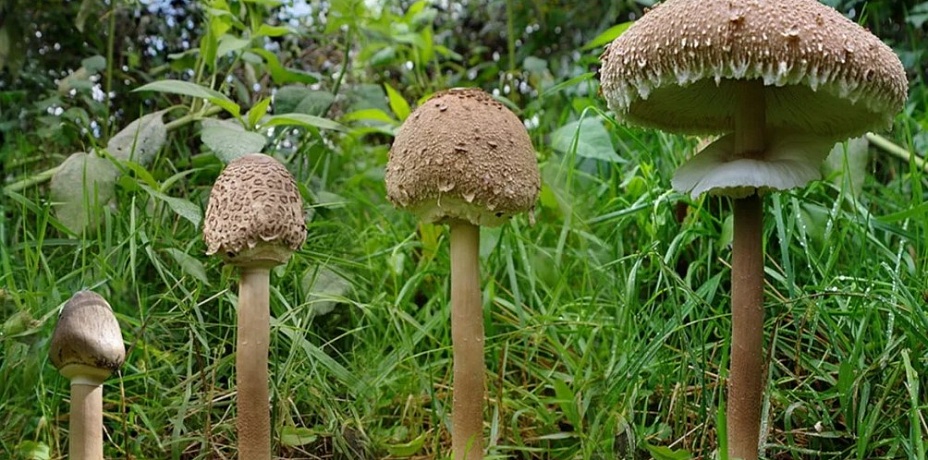 В Челябинске семья отправилась грибами-зонтиками 