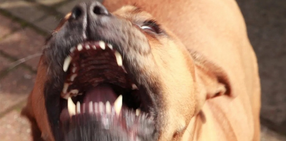 Пострадавший от бойцового пса челябинец сам спровоцировал собаку