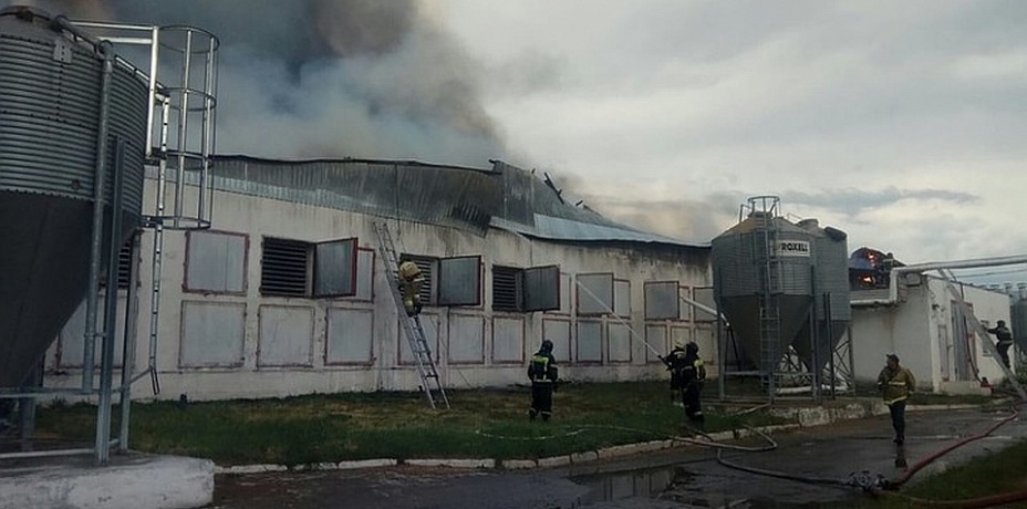 При пожаре на птицефабрике «Равис» погибло более 200 тысяч кур 