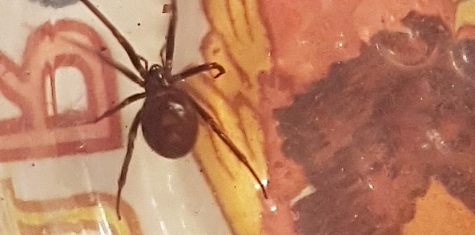 В многоэтажке Челябинска обнаружили двух ядовитых пауков