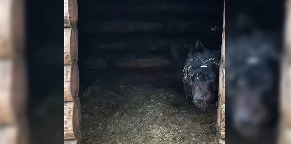 Медведи проснулись в челябинском зоопарке