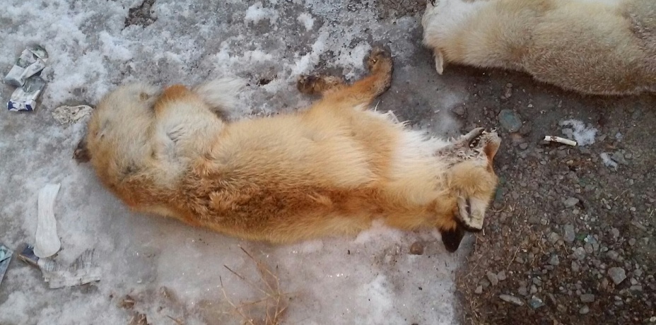 «Там мертвые лисы и заяц». Житель Магнитогорска шокирован случайной находкой