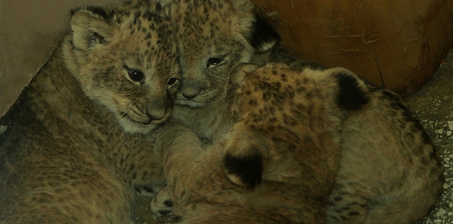 Львята-тройняшки родились в зоопарке Екатеринбурга
