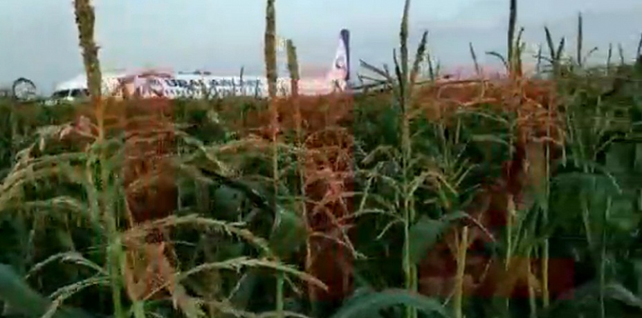 Самолет «Уральских авиалиний» сел в кукурузном поле из-за стаи чаек. Видео