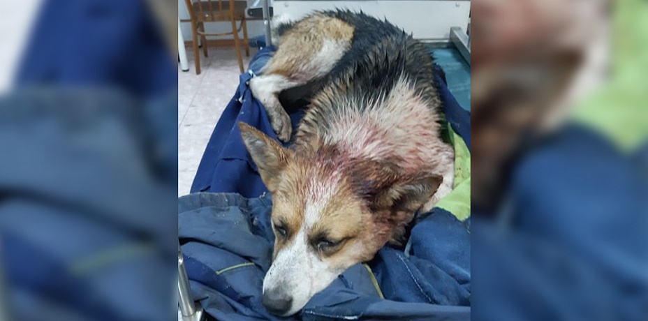 Ашинцы пытаются спасти собаку с проломленным живодером черепом
