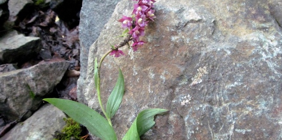 Таганайские орхидеи вытаптывают туристы