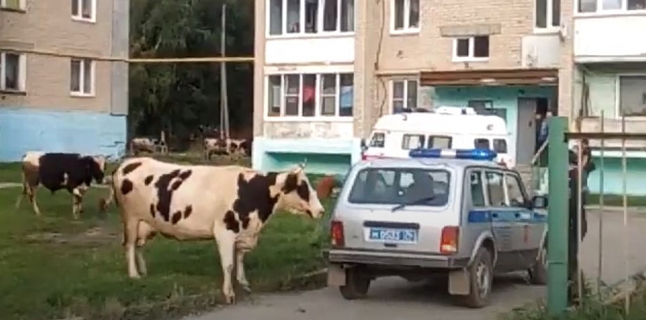 В Челябинской области бешеные коровы напали на полицейских 