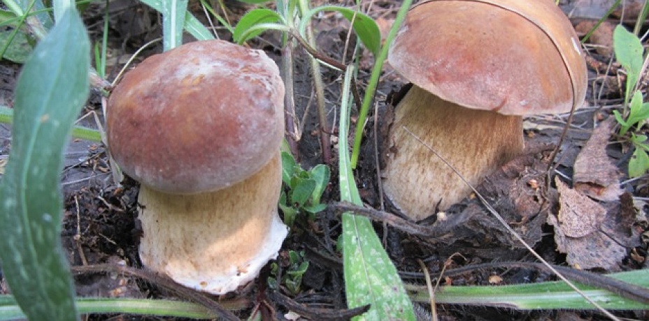 В России запретили жителям собирать грибы