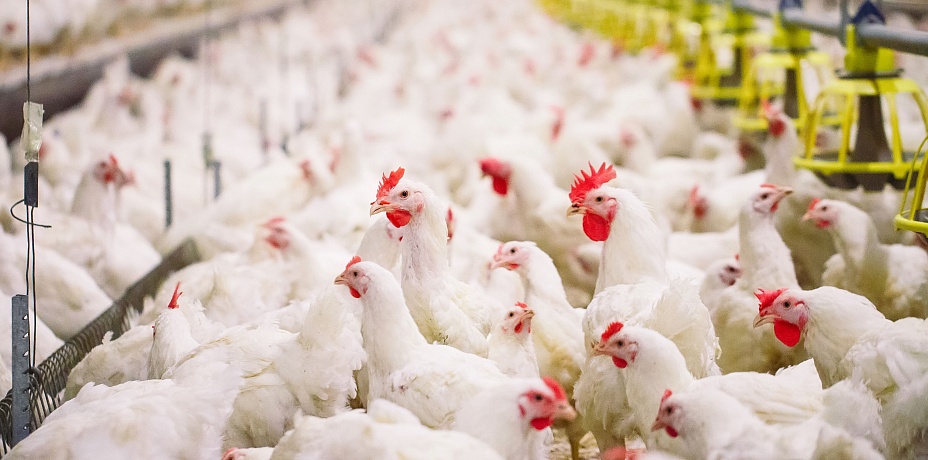 Прокуратура подтвердила причастность птицефабрики к фекальным «выбросам» в Челябинской области