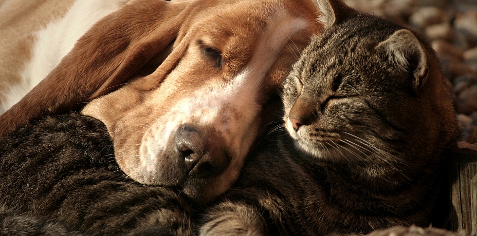 Известный челябинский ветврач призывает не выбрасывать кошек и собак из-за коронавируса