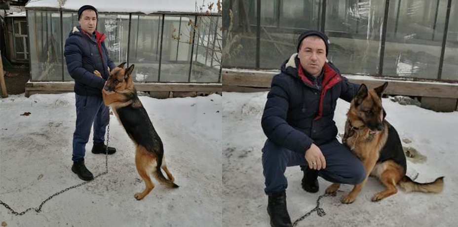 Чебаркульские полицейские вернули хозяину украденную овчарку