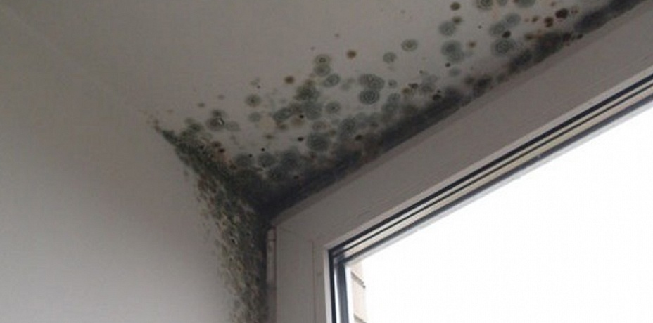 Комиссия проверила чебаркульскую школу с плесенью на стенах и потолке