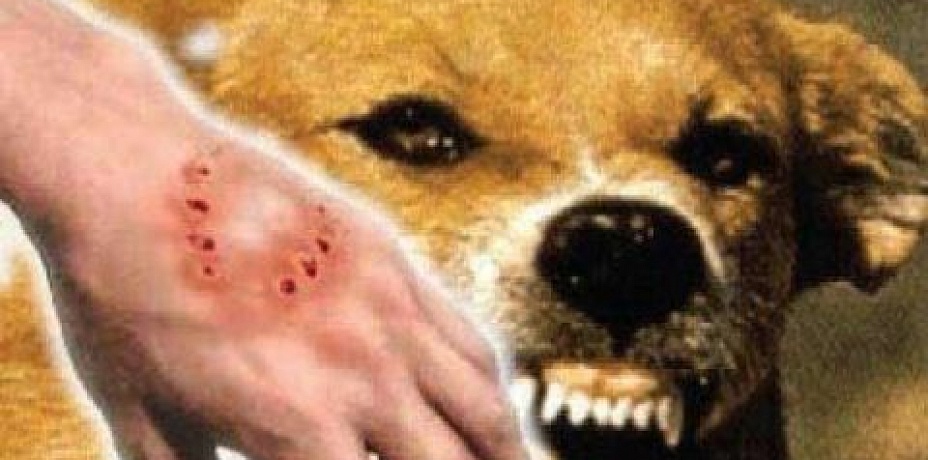 Ставьте прививки домашним питомцам: в Челябинской области 73 человека подверглись нападениям бешеных животных