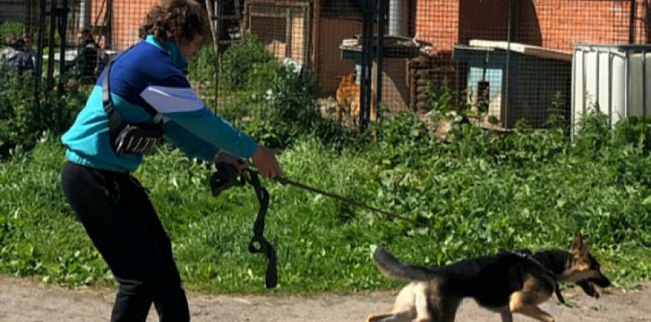 Хоккеист Артемий Панарин помогает приюту пристроить бездомных животных