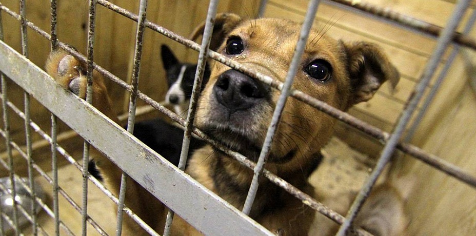 Организацию по отлову животных в Челябинске подозревают в убийстве собаки