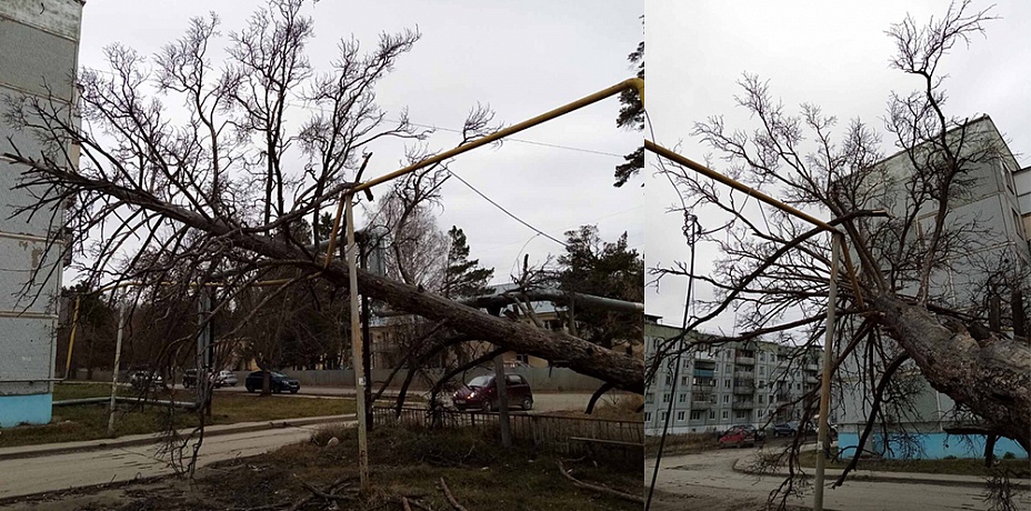 Чебаркульские службы не убирают упавшее на газопровод дерево из-за грозящего штрафа
