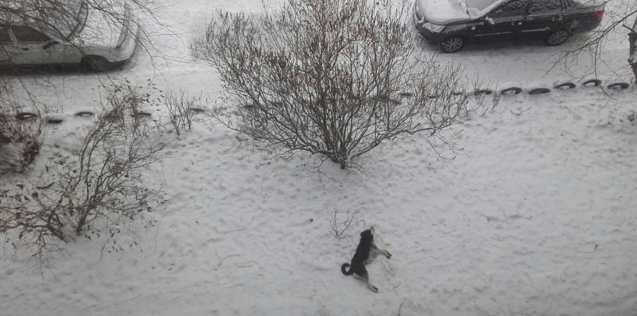Умирающую собаку с огнестрелом обнаружили под своими окнами жители Магнитогорска