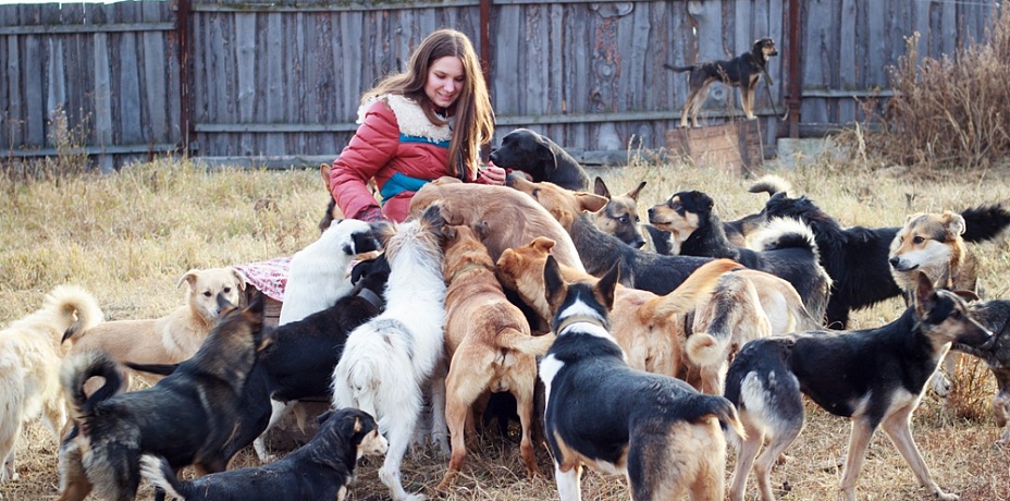 В Челябинске закрывается крупнейший приют для животных из-за травли владелицы