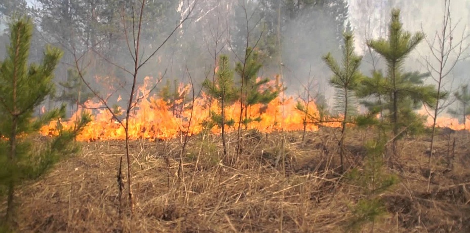 Южноуралец заплатит более 400-сот тысяч рублей за лесной пожар