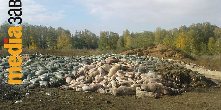 В Челябинской области обнаружили в лесу огромную груду свиных туш