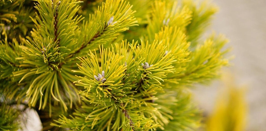 Карагайская лиственница претендует на звание главного дерева страны