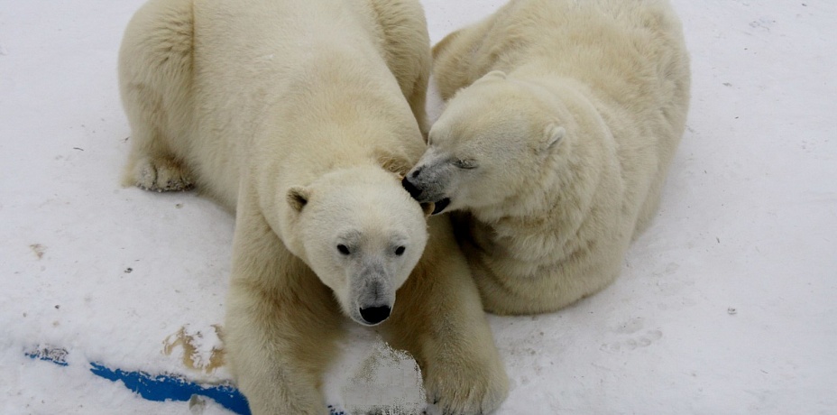 В Челябинском зоопарке животные предскажут погоду на лето 