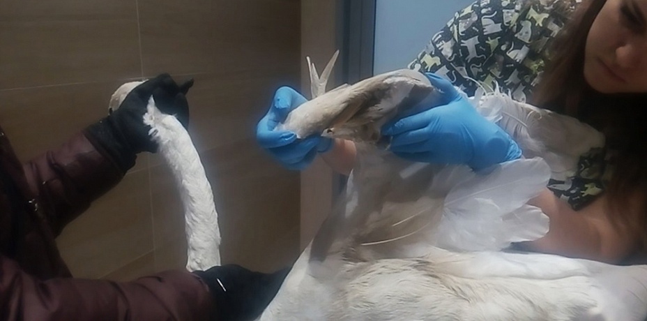 Челябинские орнитологи установили: лебедя с «откушенным» крылом на самом деле пытались убить браконьеры