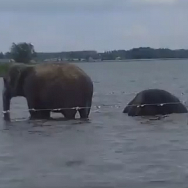Слоны гуляют по Челябинску и купаются в озере