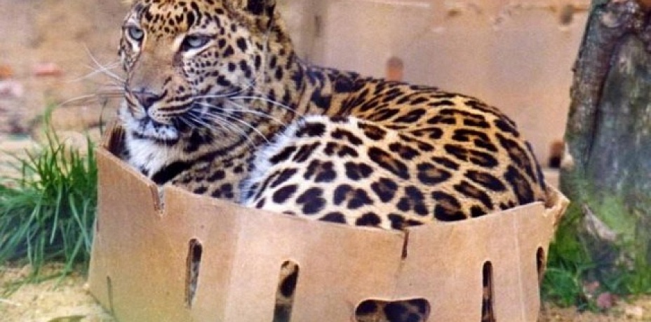 Подарите кошкам коробки: зоопарк в Челябинске готовится к Всемирному дню кошек
