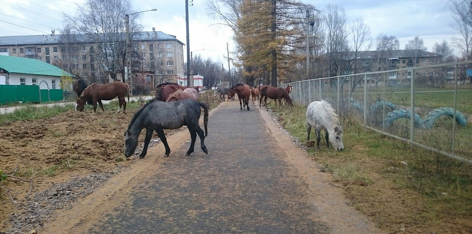 Домашний скот атаковал город Челябинской области