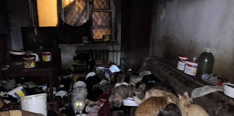 Два десятка кошек и собак заперли в квартире на несколько дней жительницы Миасса. Видео