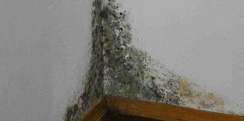Повара школьной столовой в Чебаркуле пожаловались на плесень, падающую с потолка в кастрюли