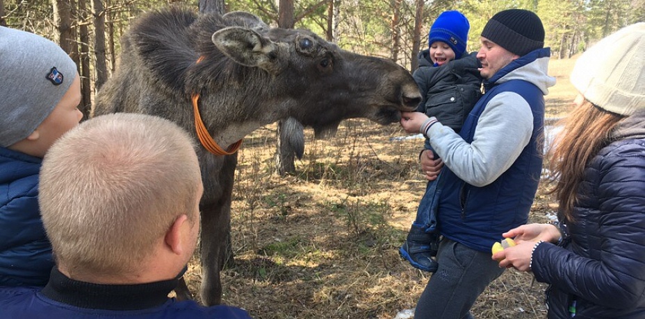 Южноуральским туристам пришлось бегством спасаться от дикого лося в нацпарке «Зюраткуль»